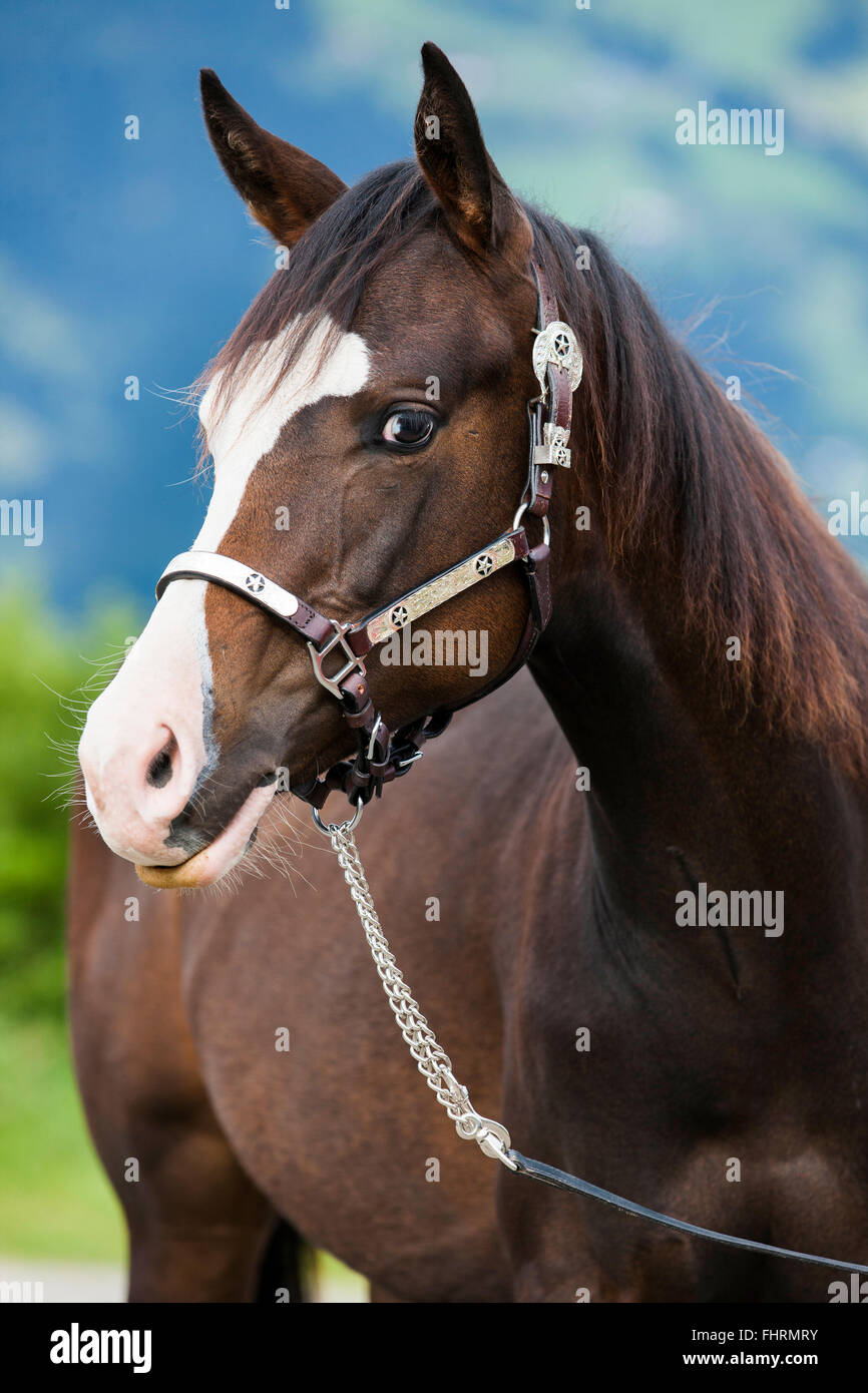 Paint Horse, Bucht Pferd, Portrait mit Show Halfter Stockfoto