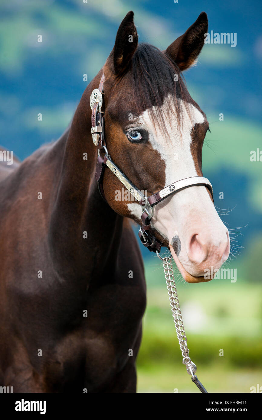 Paint Horse, Bucht Pferd mit fisheye, Fortrait mit Show Halfter Stockfoto