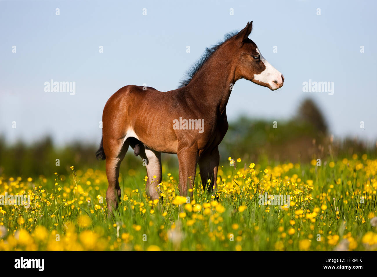 Paint Horse, Bucht Pferd, Fohlen steht auf Blumenwiese Stockfoto