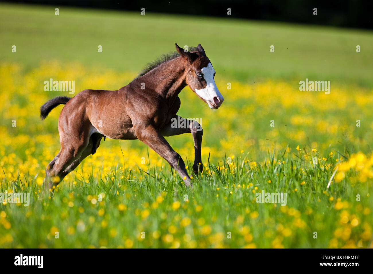 Malen Sie Pferd, Bucht Pferd, Fohlen Sie Galoppaden durch Blumenwiese Stockfoto