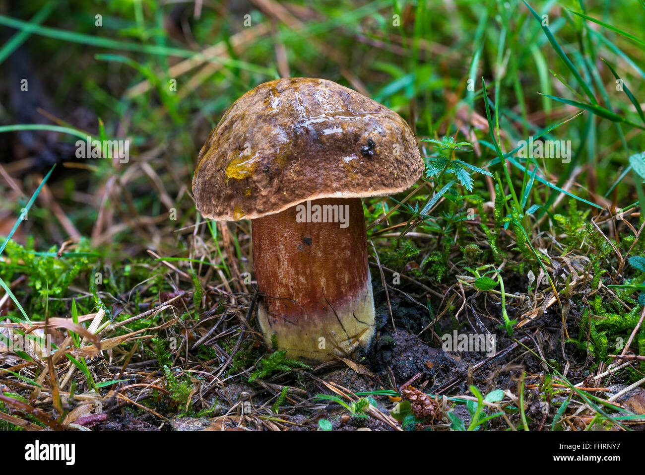 Punktierten Stiel Bolete (Neoboletus Luridiformis) am Mönchbruch von Mörfelden, Rüsselsheim Main, Hessen, Deutschland Stockfoto