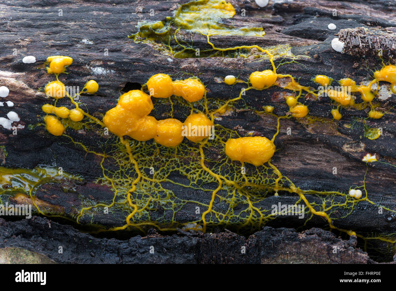 Vielköpfigen Schleim (Physarum Polycephalum) auf Totholz, Hessen, Deutschland Stockfoto