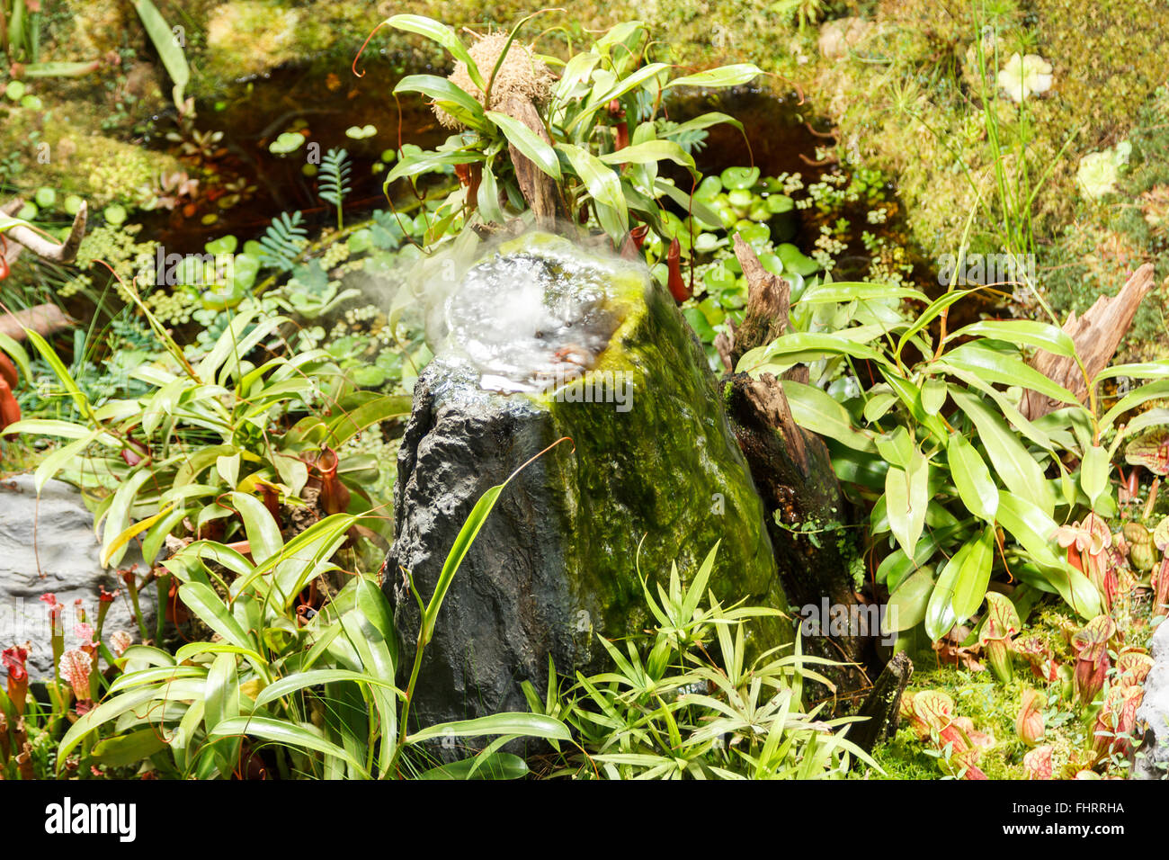 fleischfressende Pflanzen und Teich in einem Gewächshaus Stockfoto