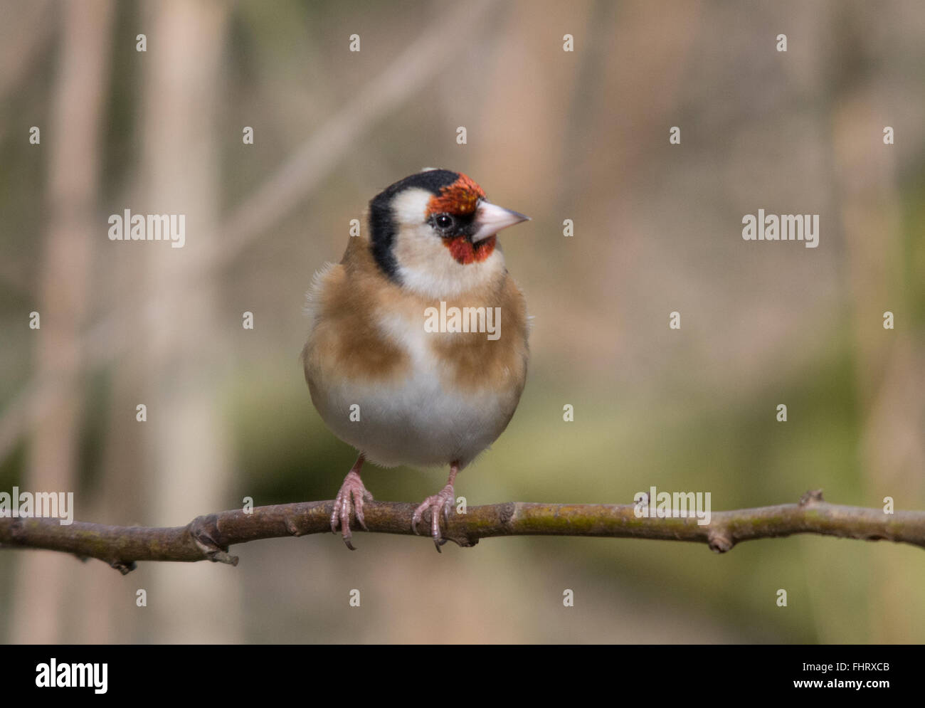 Stieglitz (Carduelis carduelis), Großbritannien Stockfoto