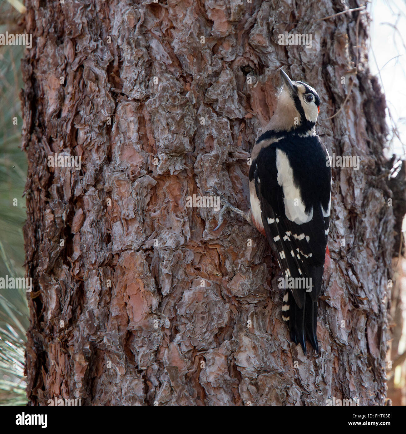 Buntspecht (Dendrocopos großen Canariensis), Unterarten, auf einer Kiefer Baum, Teneriffa, Kanarische Inseln, Spanien. Stockfoto