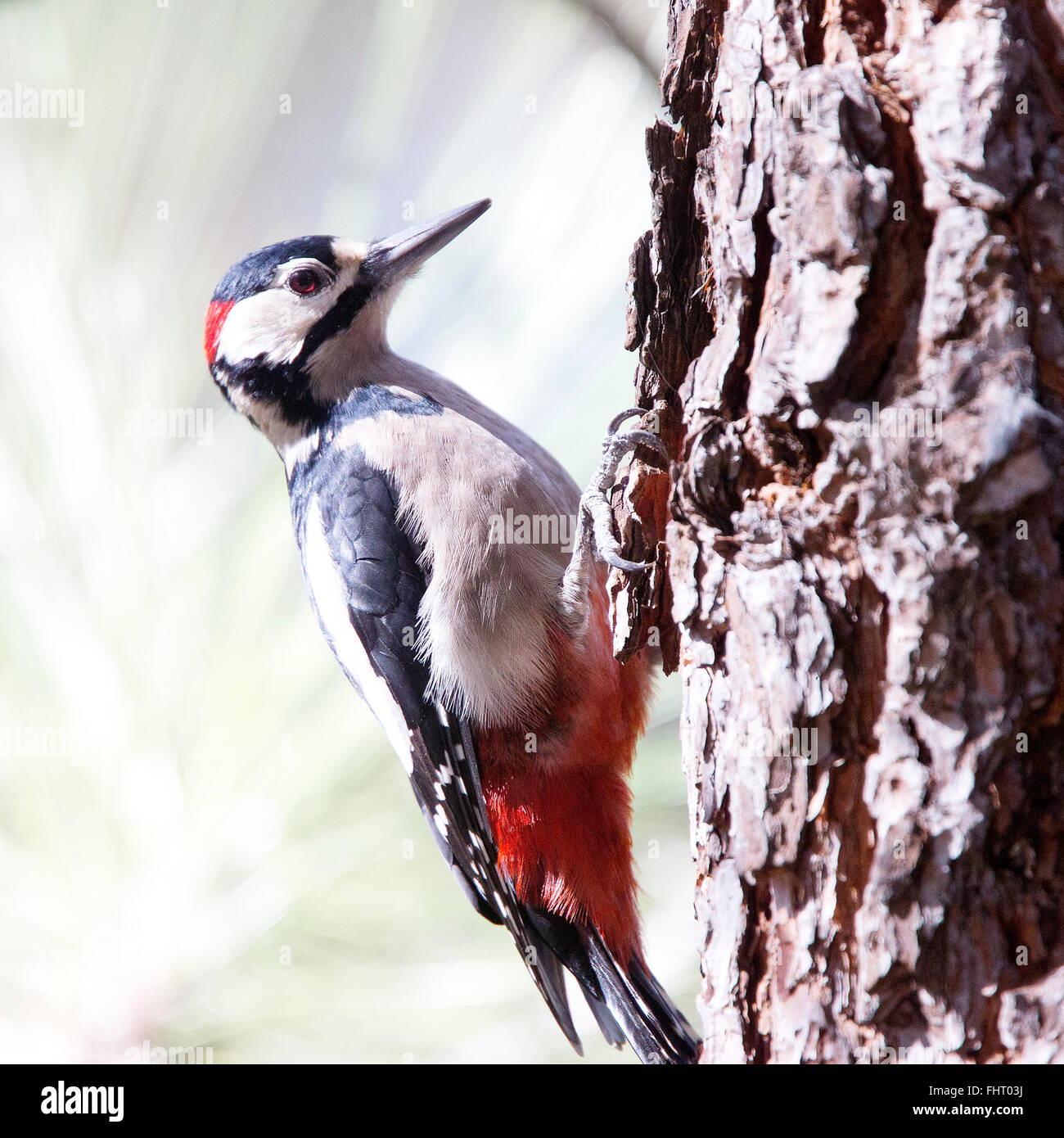 Buntspecht (Dendrocopos großen Canariensis), Unterart, Teneriffa, Kanarische Inseln, Spanien. Stockfoto