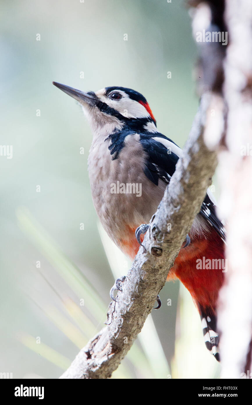 Buntspecht (Dendrocopos großen Canariensis), Unterart, Teneriffa, Kanarische Inseln, Spanien. Stockfoto