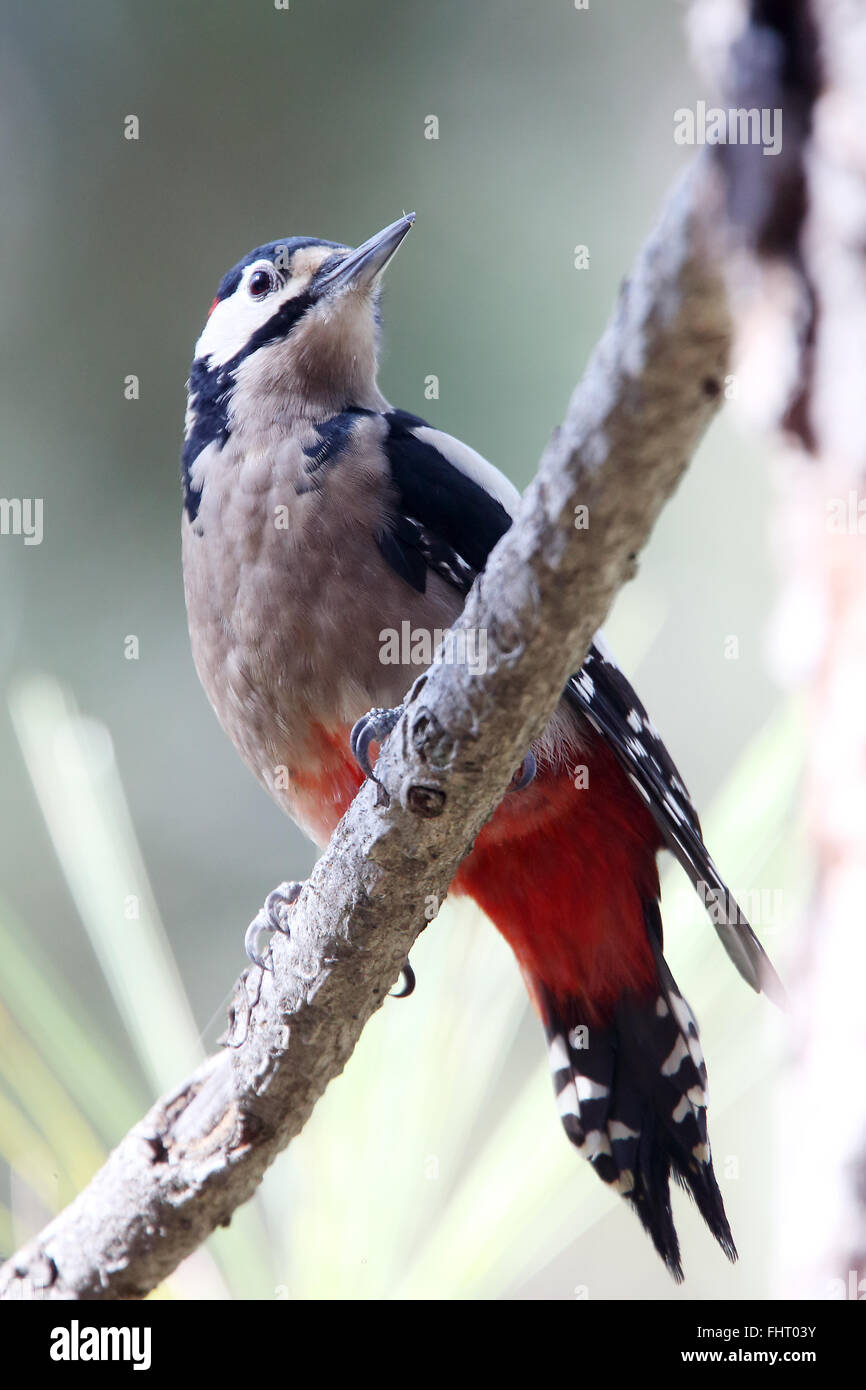 Buntspecht (Dendrocopos großen Canariensis), Unterart, Teneriffa, Kanarische Inseln, Spanien. Stockfoto