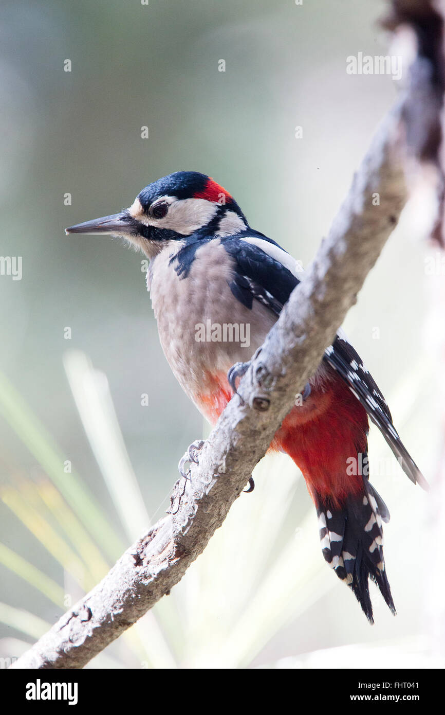 Buntspecht (Dendrocopos großen Canariensis), endemische Unterart, Teneriffa, Kanarische Inseln, Spanien. Stockfoto