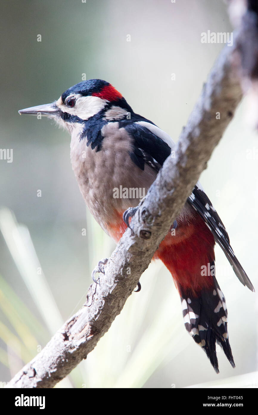 Buntspecht (Dendrocopos großen Canariensis), endemische Unterart, Teneriffa, Kanarische Inseln, Spanien. Stockfoto