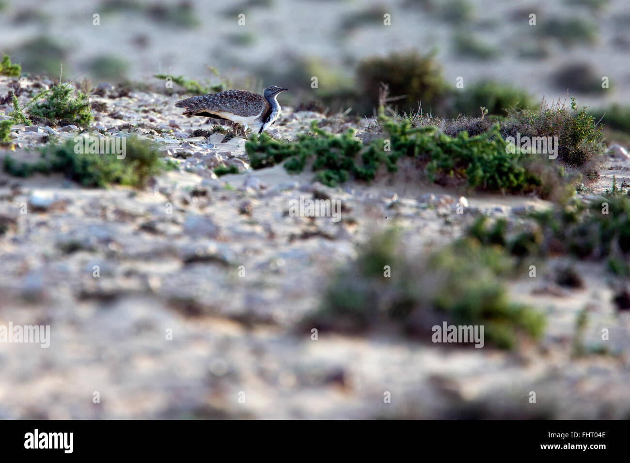 Houbara Trappe, (Chlamydotis Undulata Fuertaventurae), eine endemische Rasse, ab, Kanarische Inseln, Spanien. Stockfoto