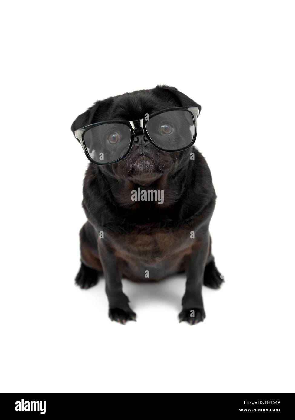 Hunde auf dem weißen Hintergrund isoliert Stockfoto