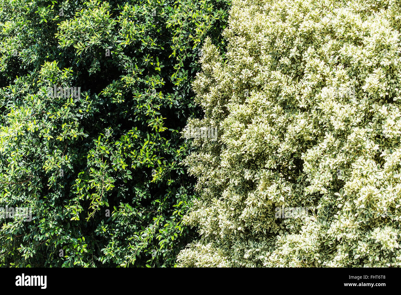 Großer Ficus Sträucher. Natur-Hintergrund. Stockfoto