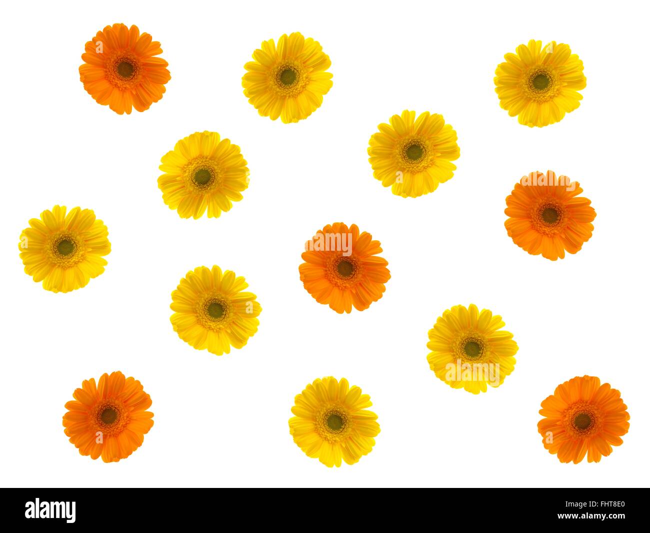 Eine Nahaufnahme von einer Gerbera auf weiß Stockfoto