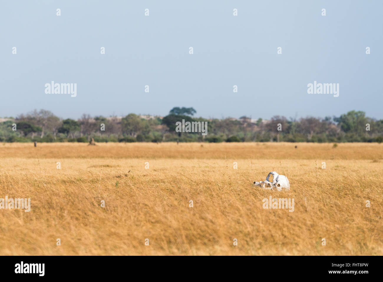 Elefant (Loxodonta Africana) Schädel sitzen in trockene Savuti Marsh im Chobe Nationalpark, Botswana, November Stockfoto