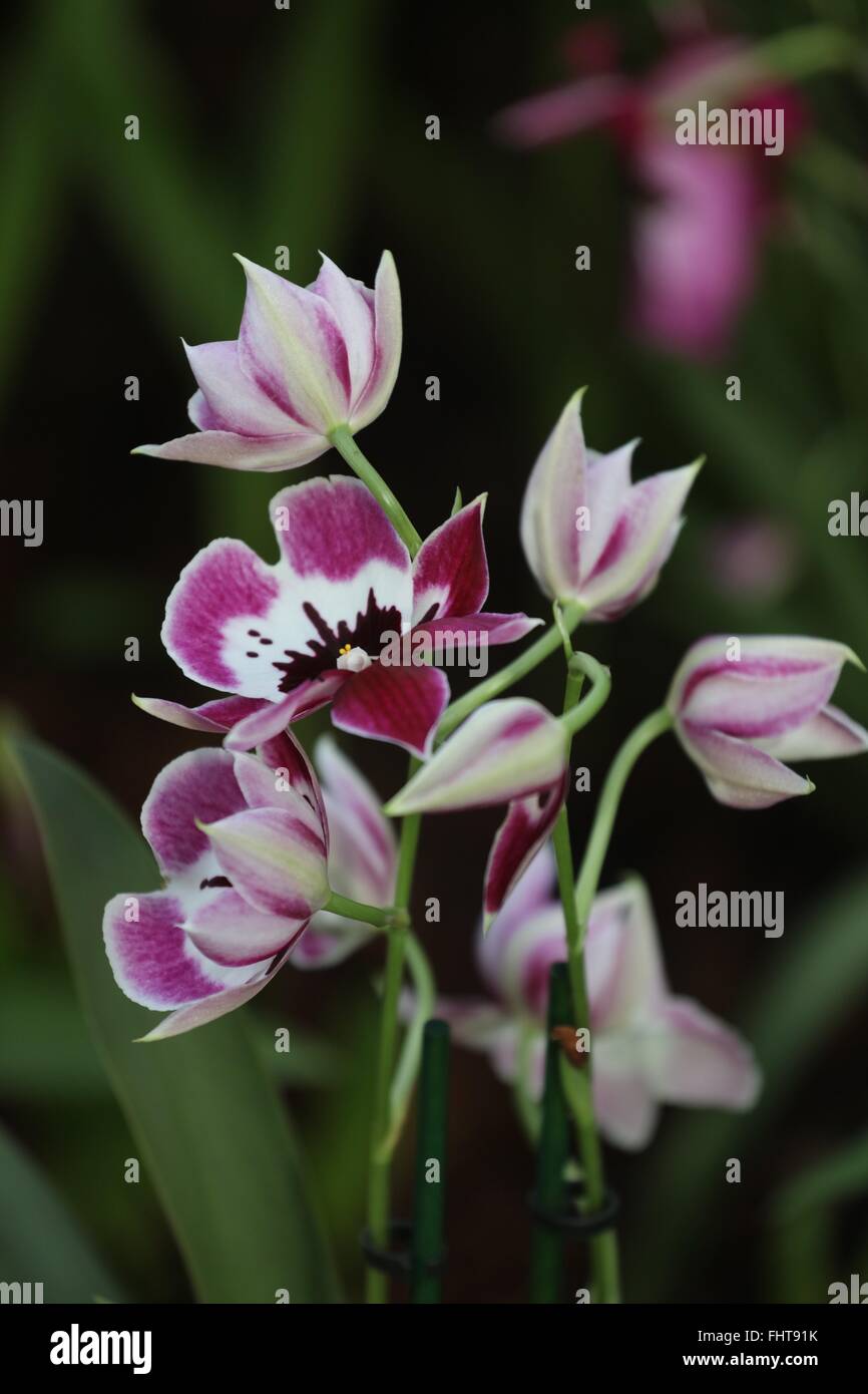 Brazilian orchid -Fotos und -Bildmaterial in hoher Auflösung – Alamy