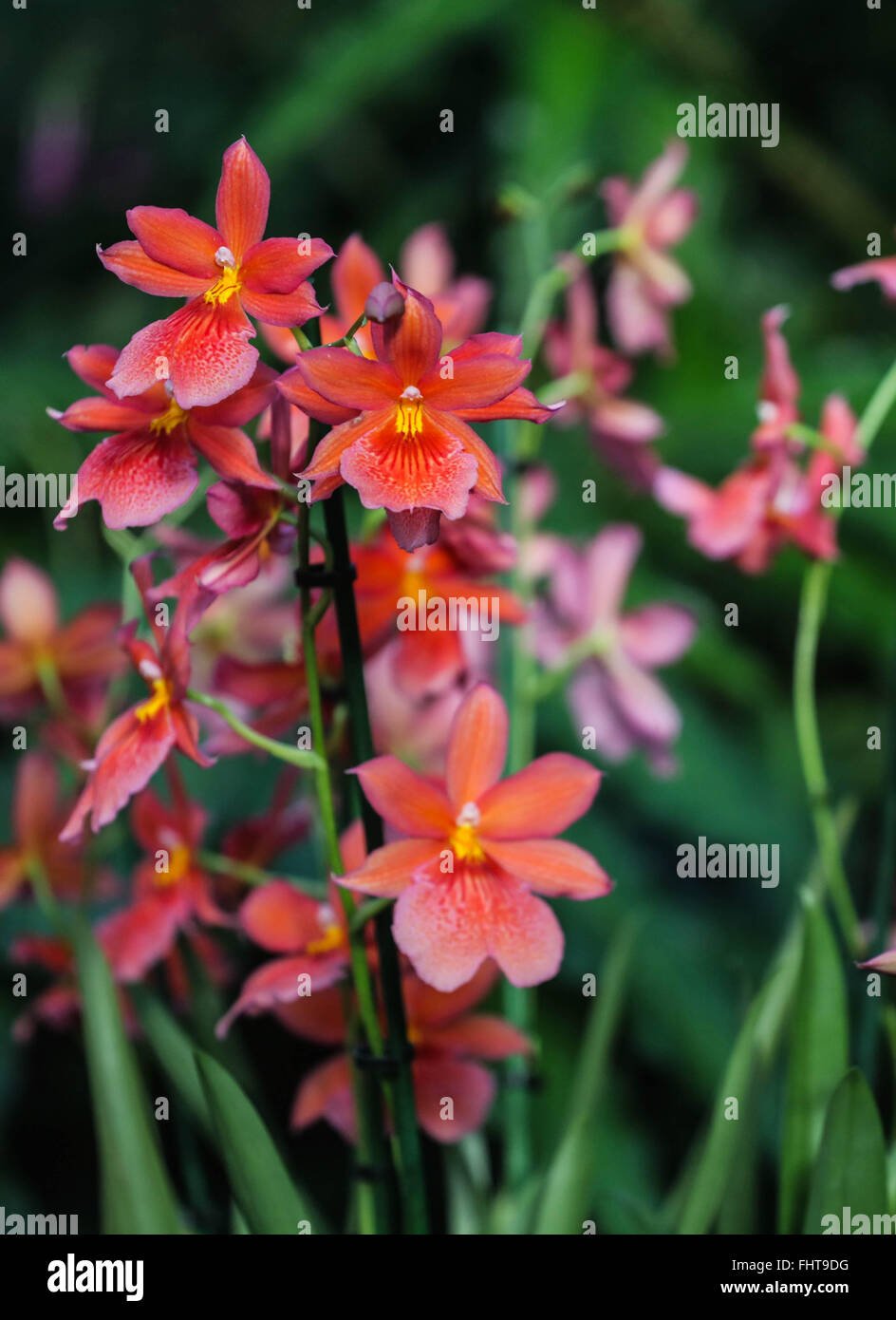 Scharlachrote Cambria Orchidee, Taken in Kew gardens Stockfoto