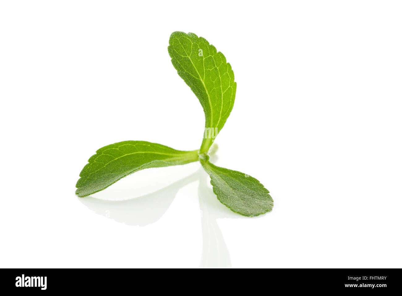 Stevia Pflanze isoliert. Stockfoto