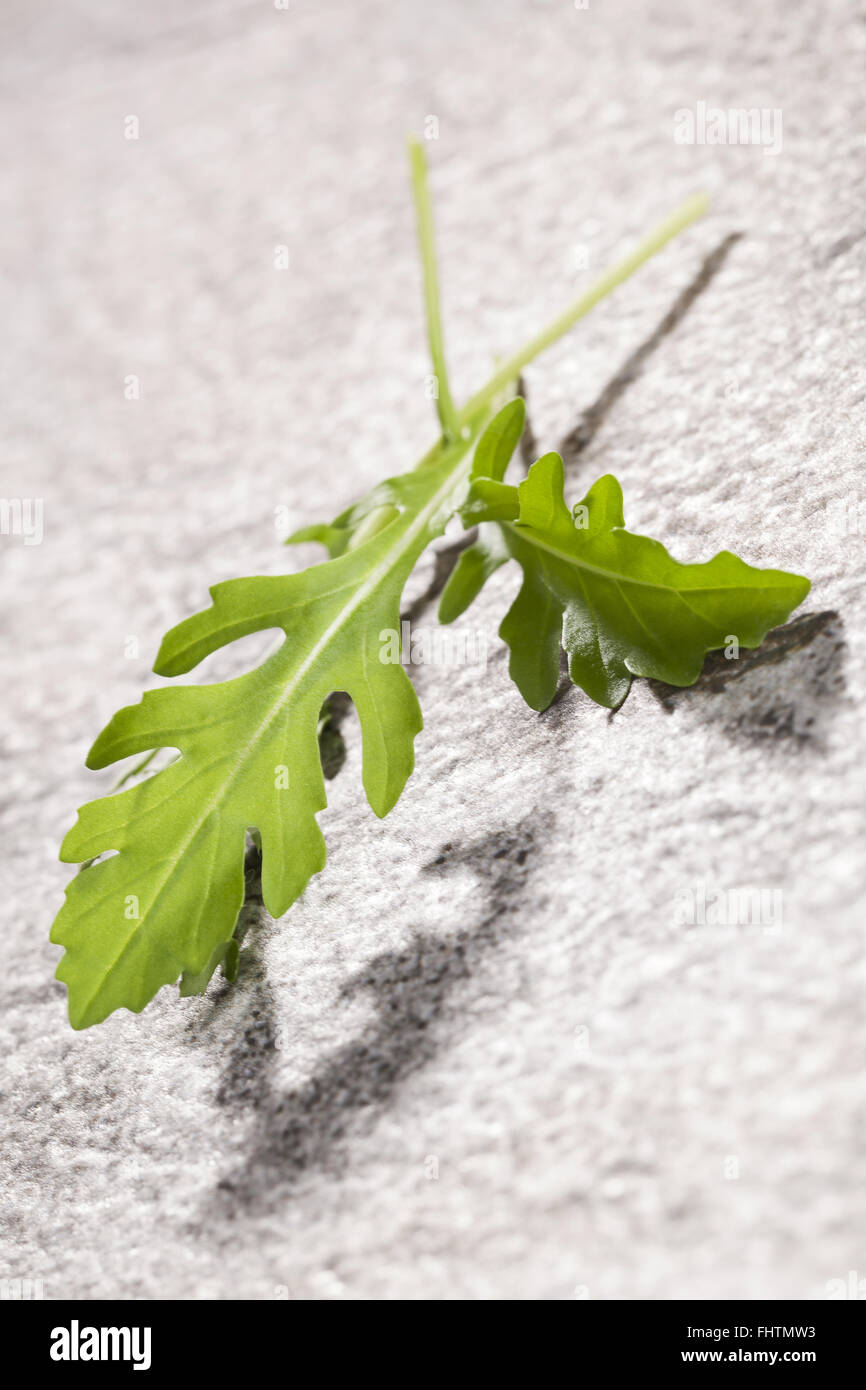 Rucola. Küchenkraut. Stockfoto