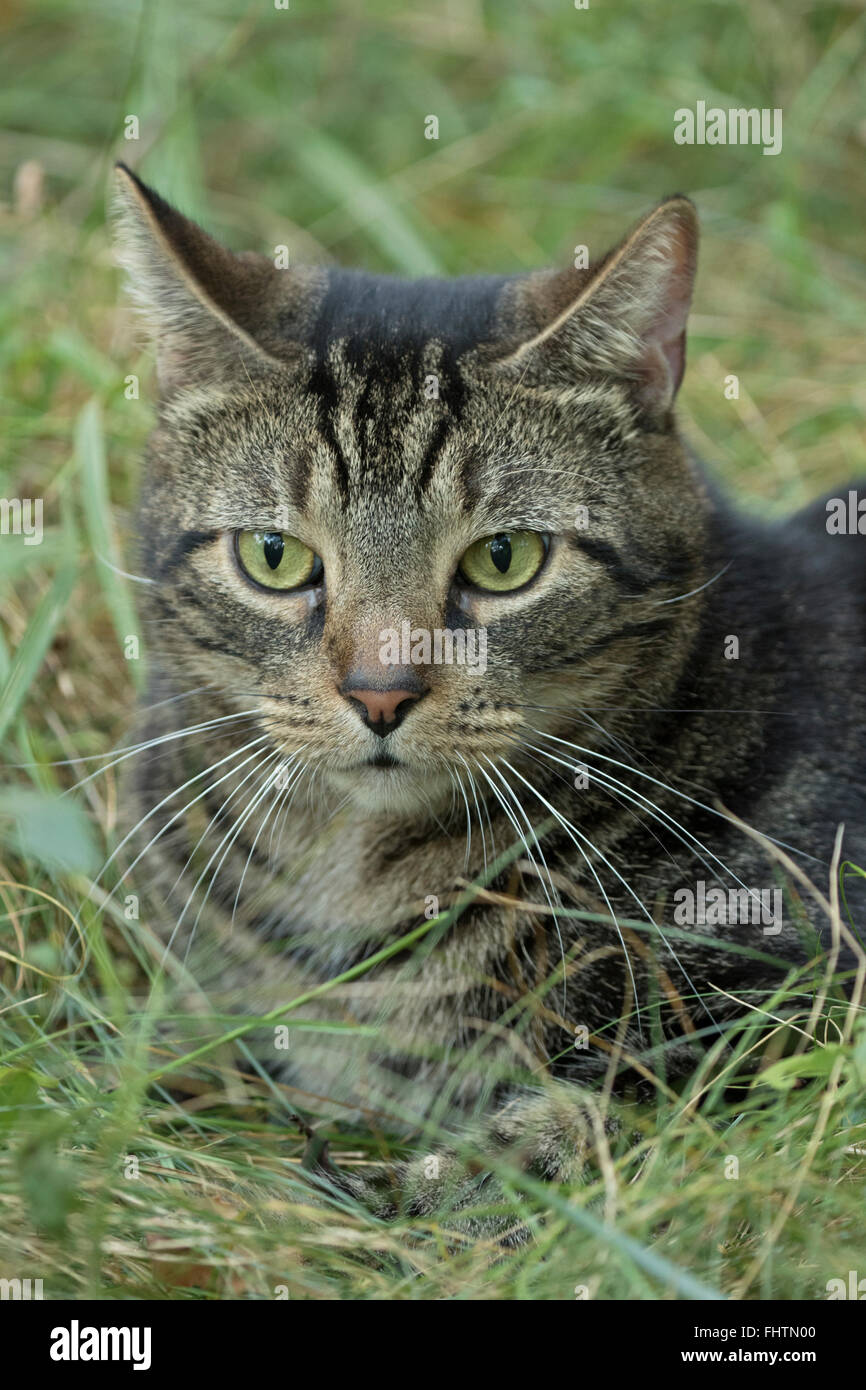 Hauskatze, Tabby Katze, einst wilde Katze gemacht in Pet, Ithaca, New york Stockfoto