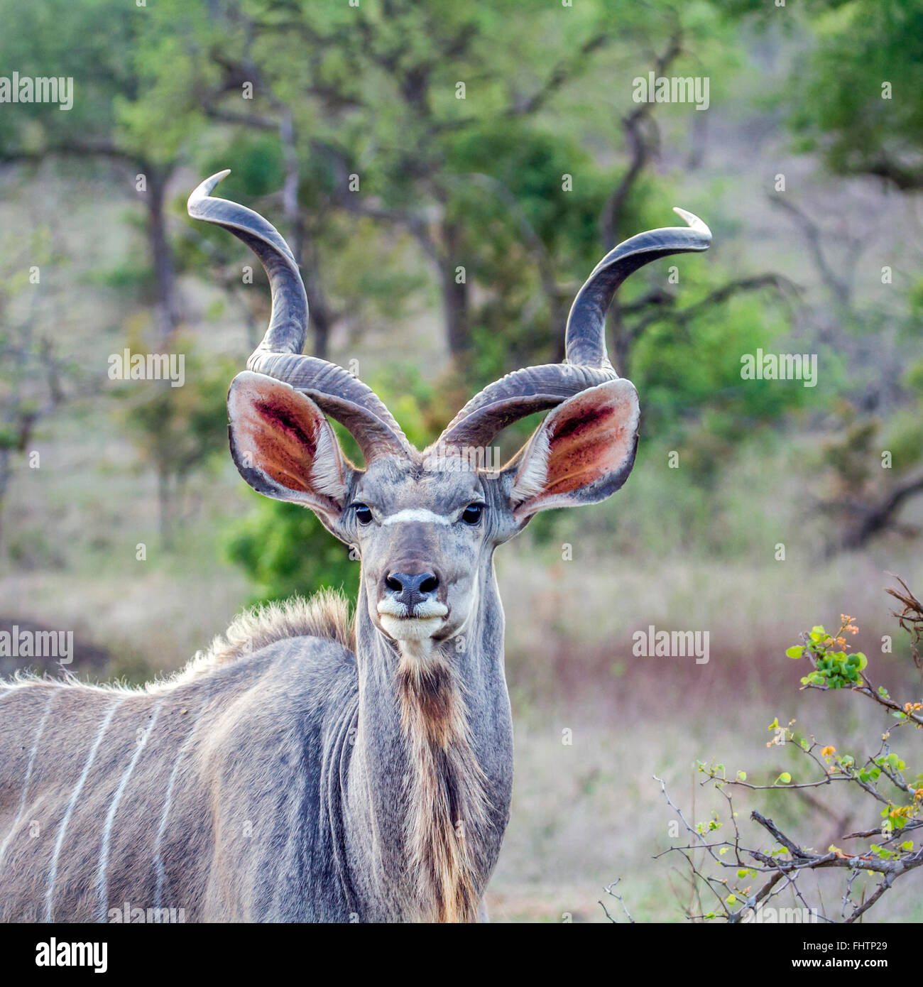 Große Kudu; Specie Tragelaphus Strepsiceros Familie der Horntiere Kruger National Park, Südafrika Stockfoto
