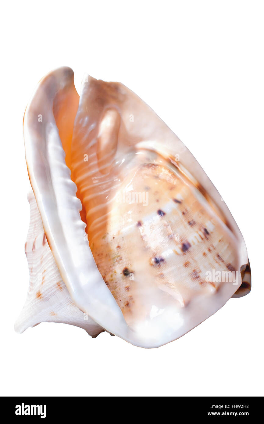 Exotische Muschel vom Roten Meer isoliert auf weißem Hintergrund Stockfoto