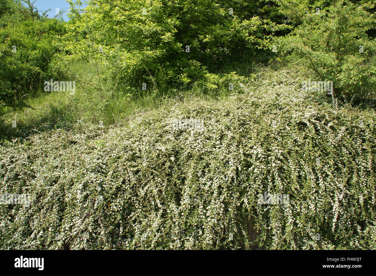 Zwergmispel Dammeri, Creeping Zwergmispel Stockfoto