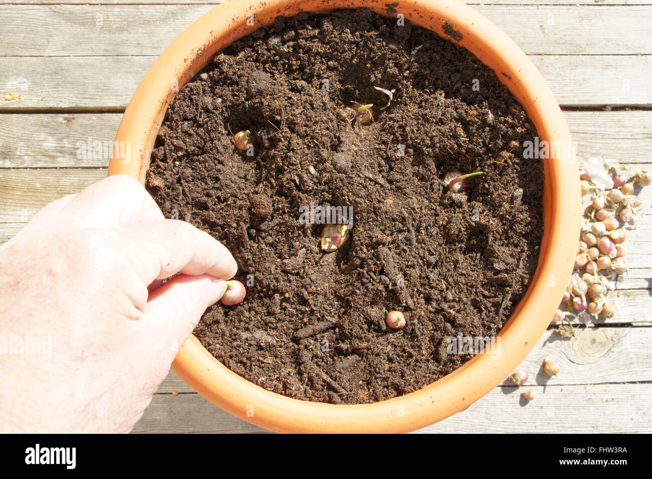 Allium Sativum, Knoblauch, in einen Topf Pflanzen Stockfoto