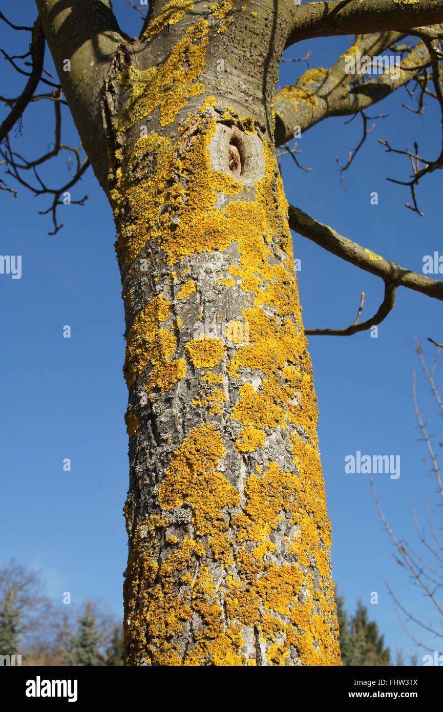 Flechten auf Baumstamm Stockfoto