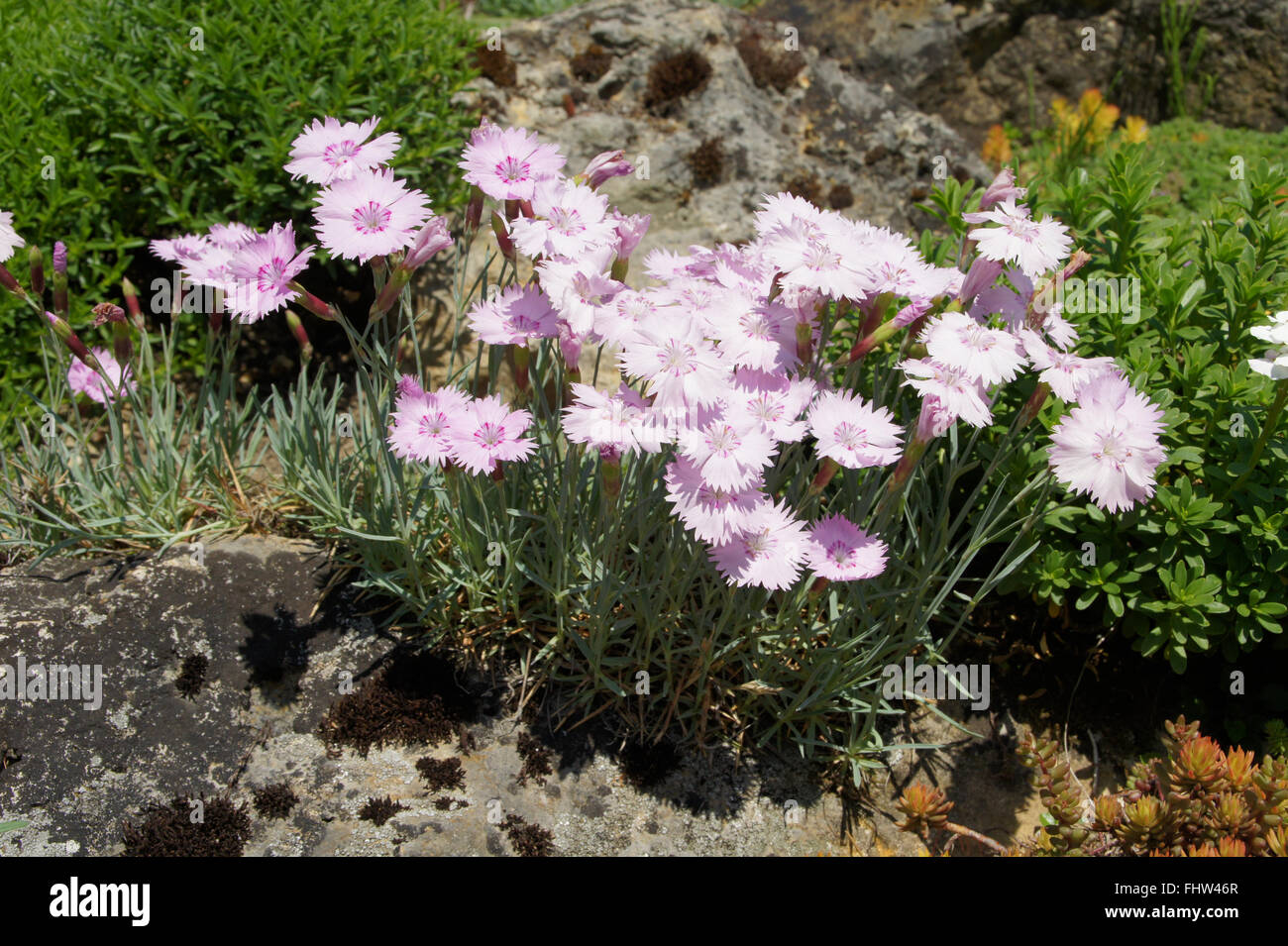 Dianthus Gratianopolitanus, Cheddar pink Stockfoto