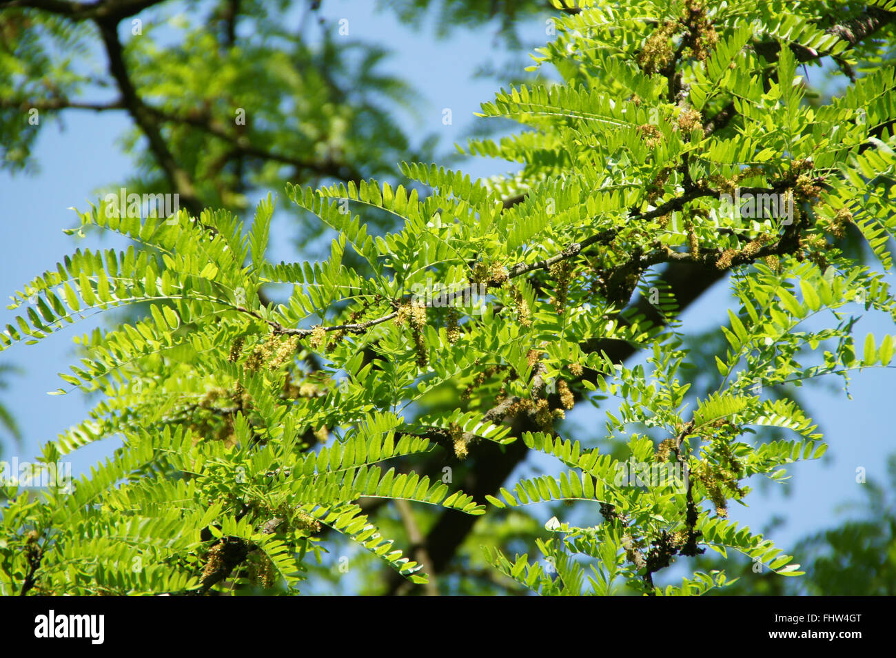 Gleditsia Triacanthos, Honigheuschrecke Stockfotografie Alamy
