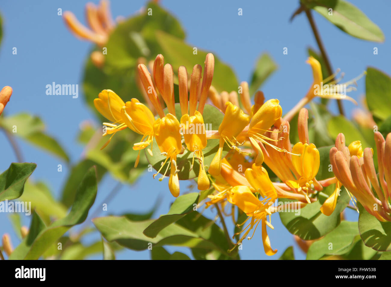 Lonicera Tellmanniana, Tellmanns Geißblatt Stockfoto