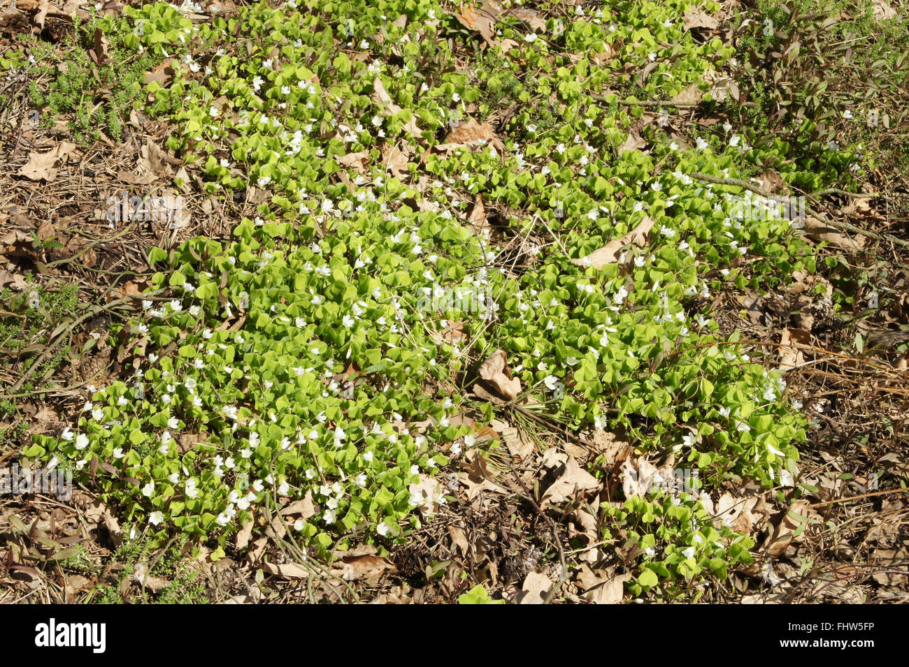 Oxalis Acetosella, Sauerklee Stockfoto