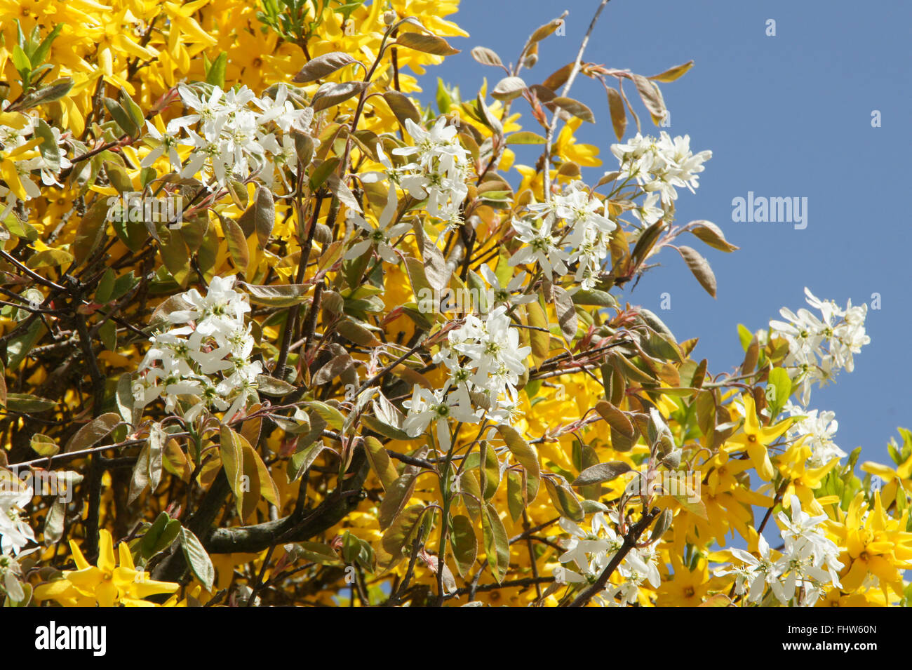 Amelanchier Canadensis, Shad Busch Stockfoto