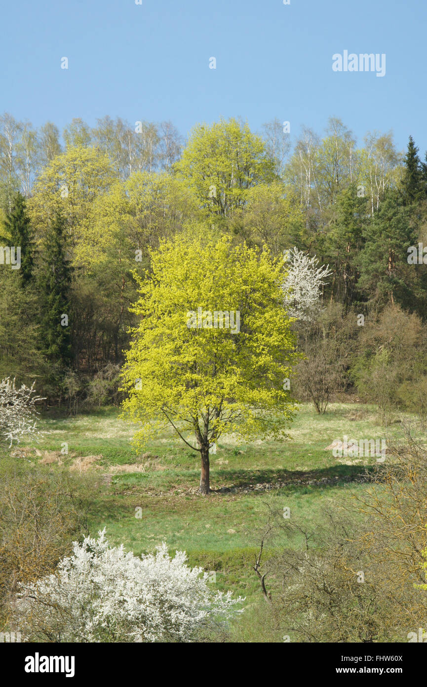 Acer Platanoides, Spitzahorn Stockfoto