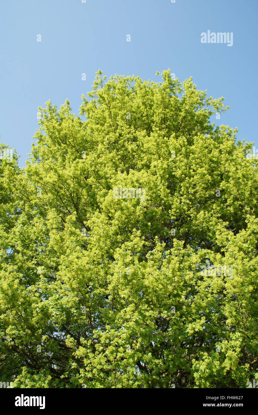 Acer Campestre Rinde Stockfotos und -bilder Kaufen - Alamy