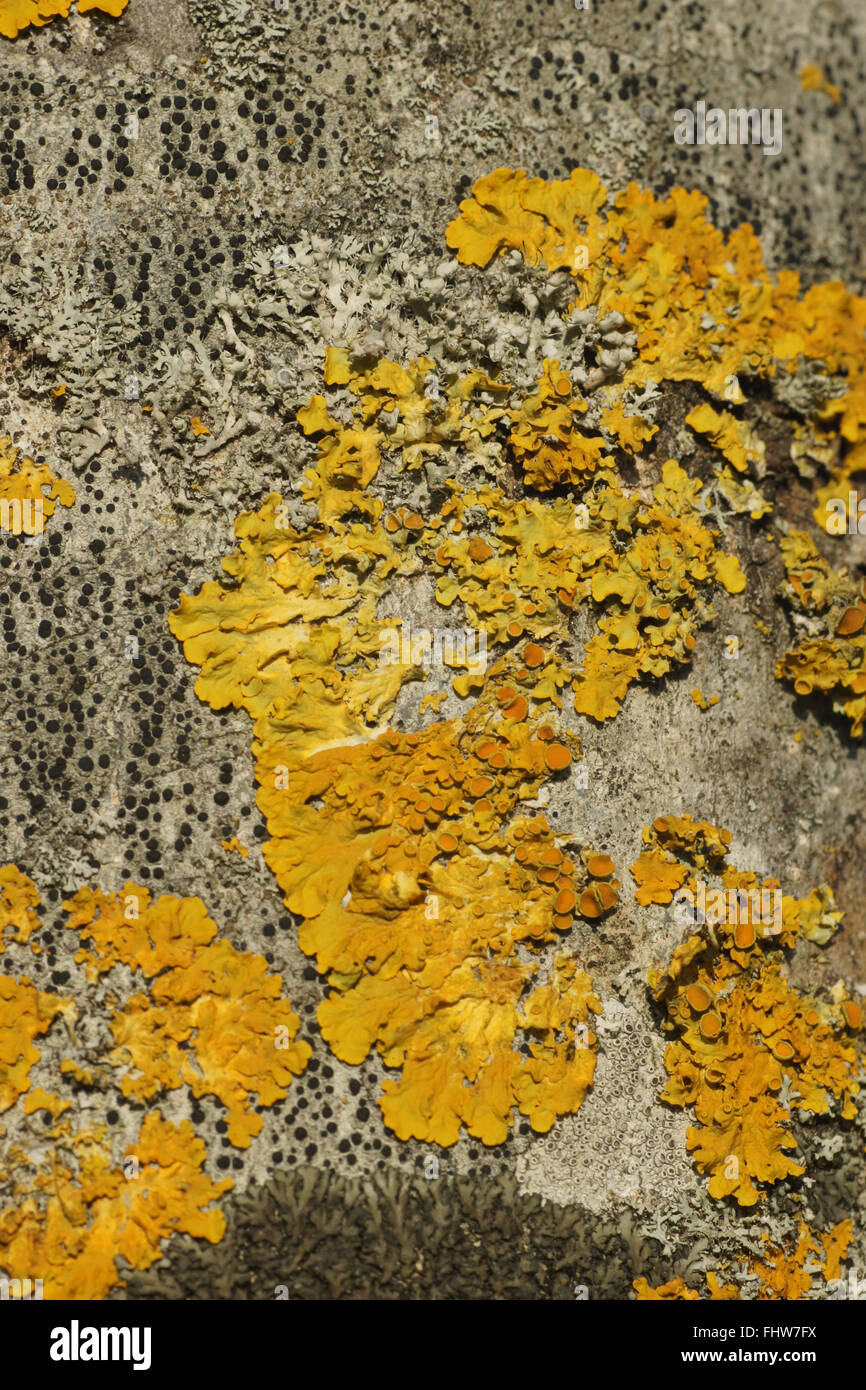 Xanthoria Parietina, gemeinsame orangefarbenen Flechten Stockfoto