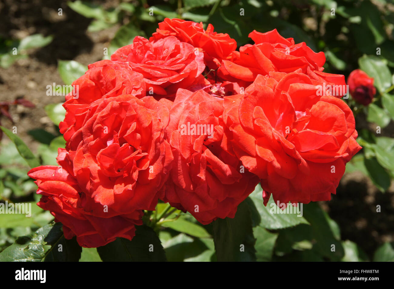 Hybrid-Rose Rosa Neues Europa Stockfoto