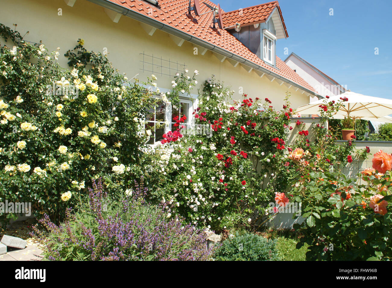 Rosa, Kletterer Rose, Spalier Stockfoto