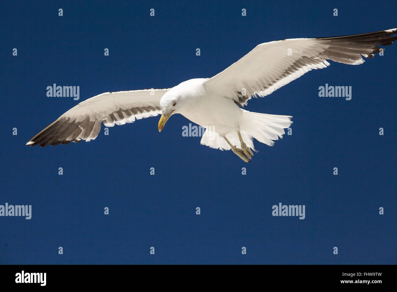 Möwen fliegen über Praia Das Conchas - Seen-Region Stockfoto