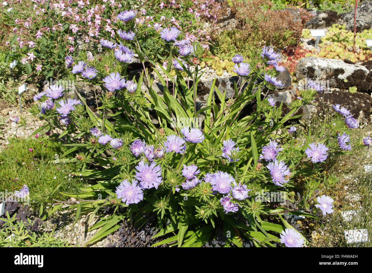 Stokesia Laevis, Stokes aster Stockfoto