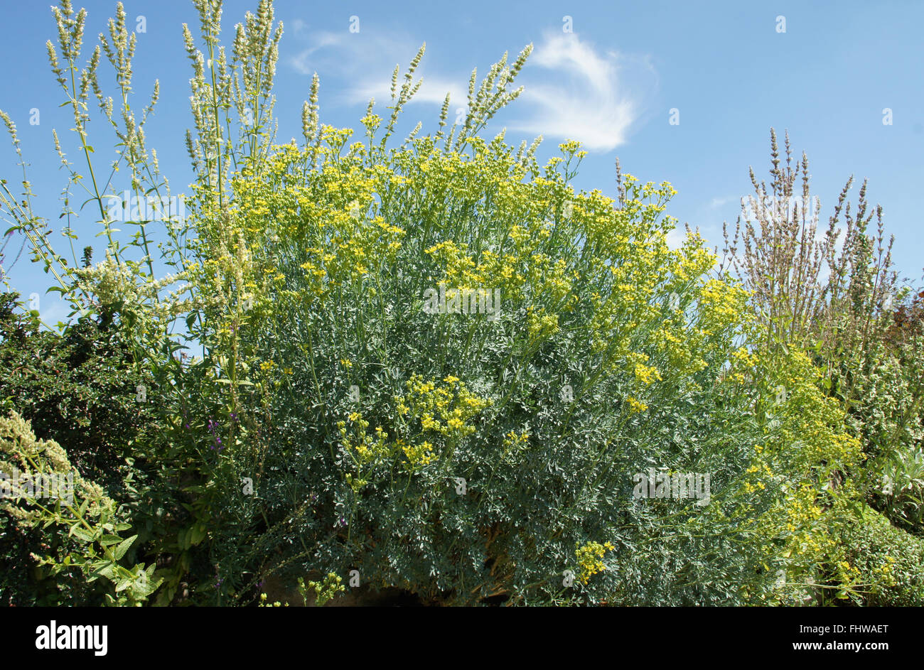 Ruta Graveolens, gemeinsame rue Stockfoto