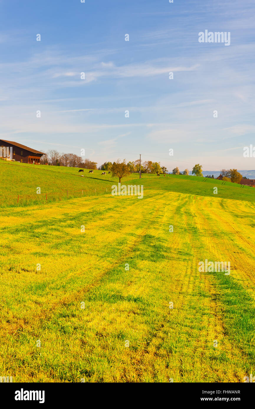 Kuhstall Stockfoto Kuhstall Stockfoto