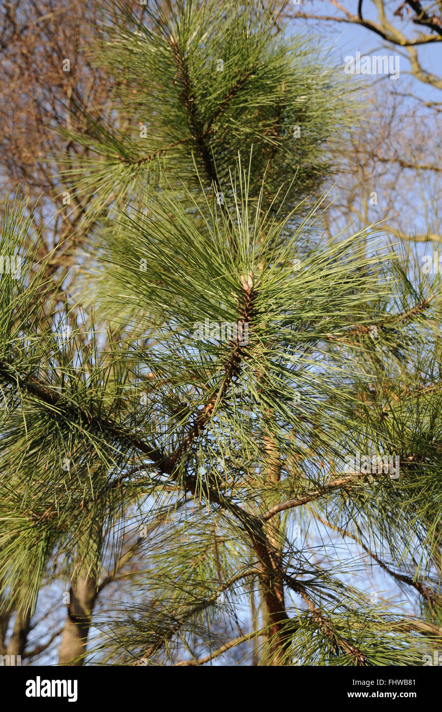 Pinus ponderosa Fotos und Bildmaterial in hoher Auflösung Alamy