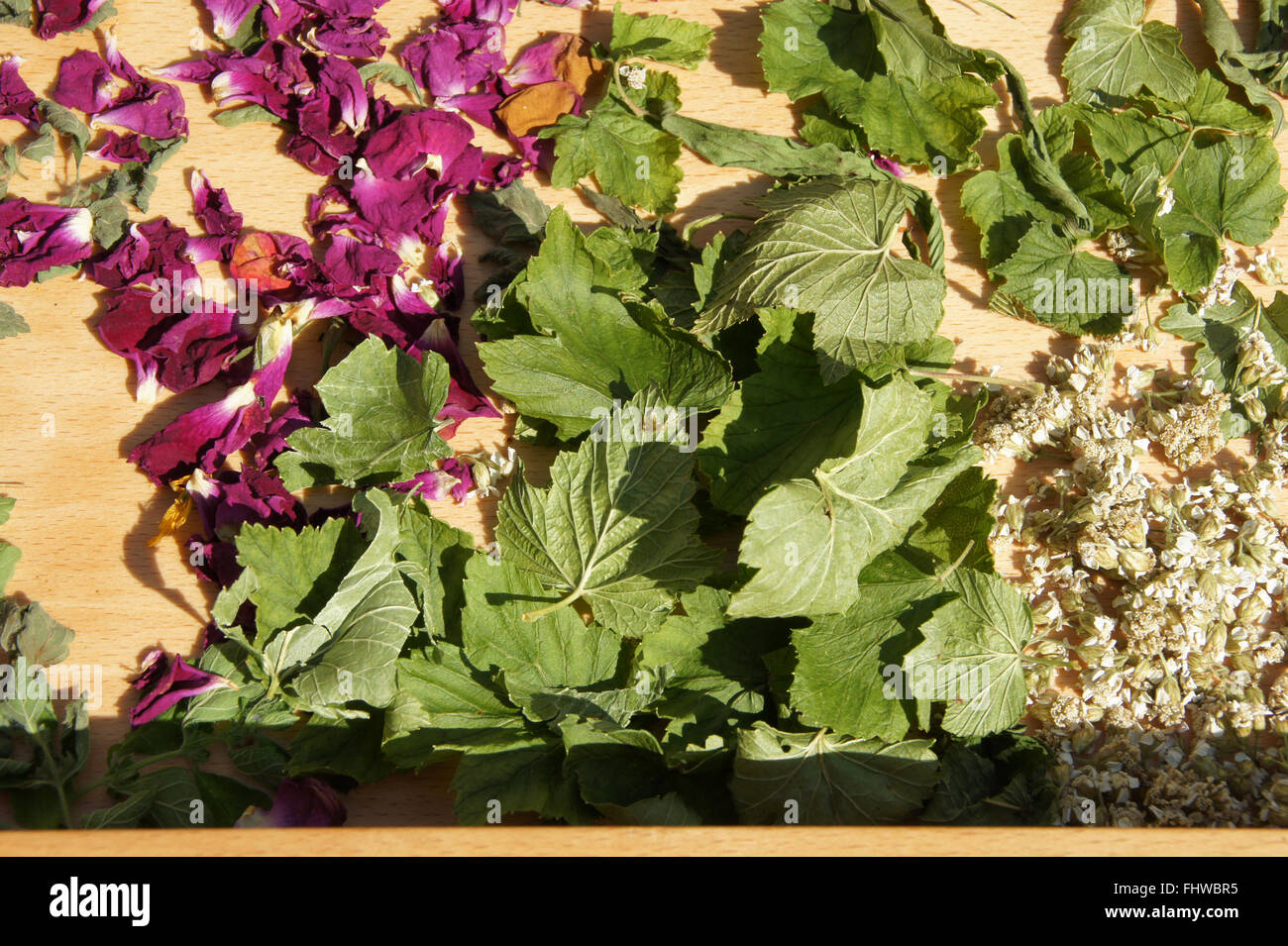 Ribes Nigrum, schwarzer Johannisbeere, trockene Blätter Stockfoto