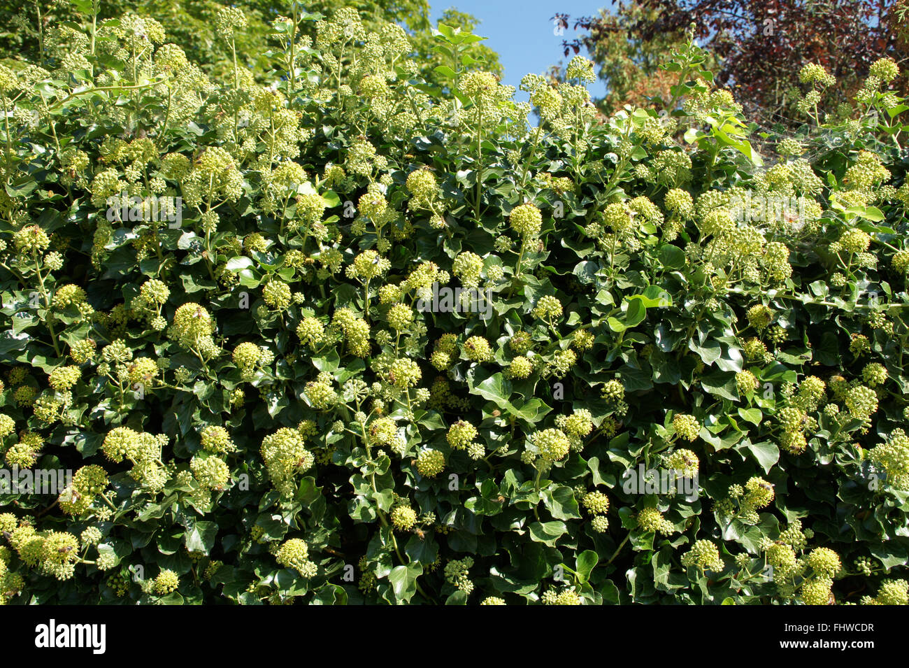 Hedera Helix, Efeu, Blumen mit Wildbienen Stockfoto