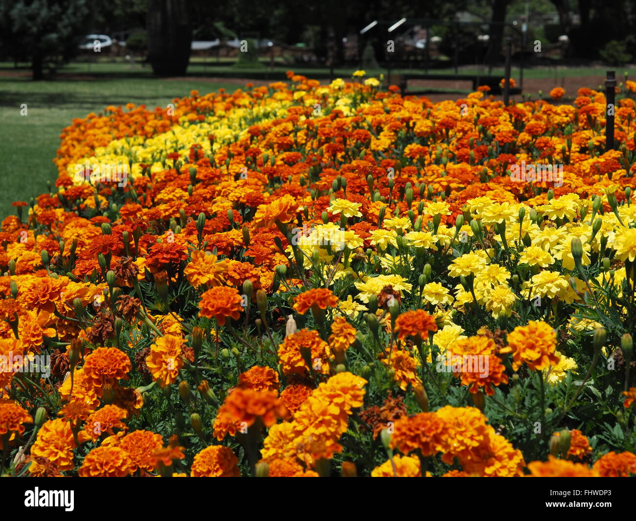 Orange und Gelbe Chrysanthemen im Blumenbeet im großen Garten oder Park-Einstellung Stockfoto