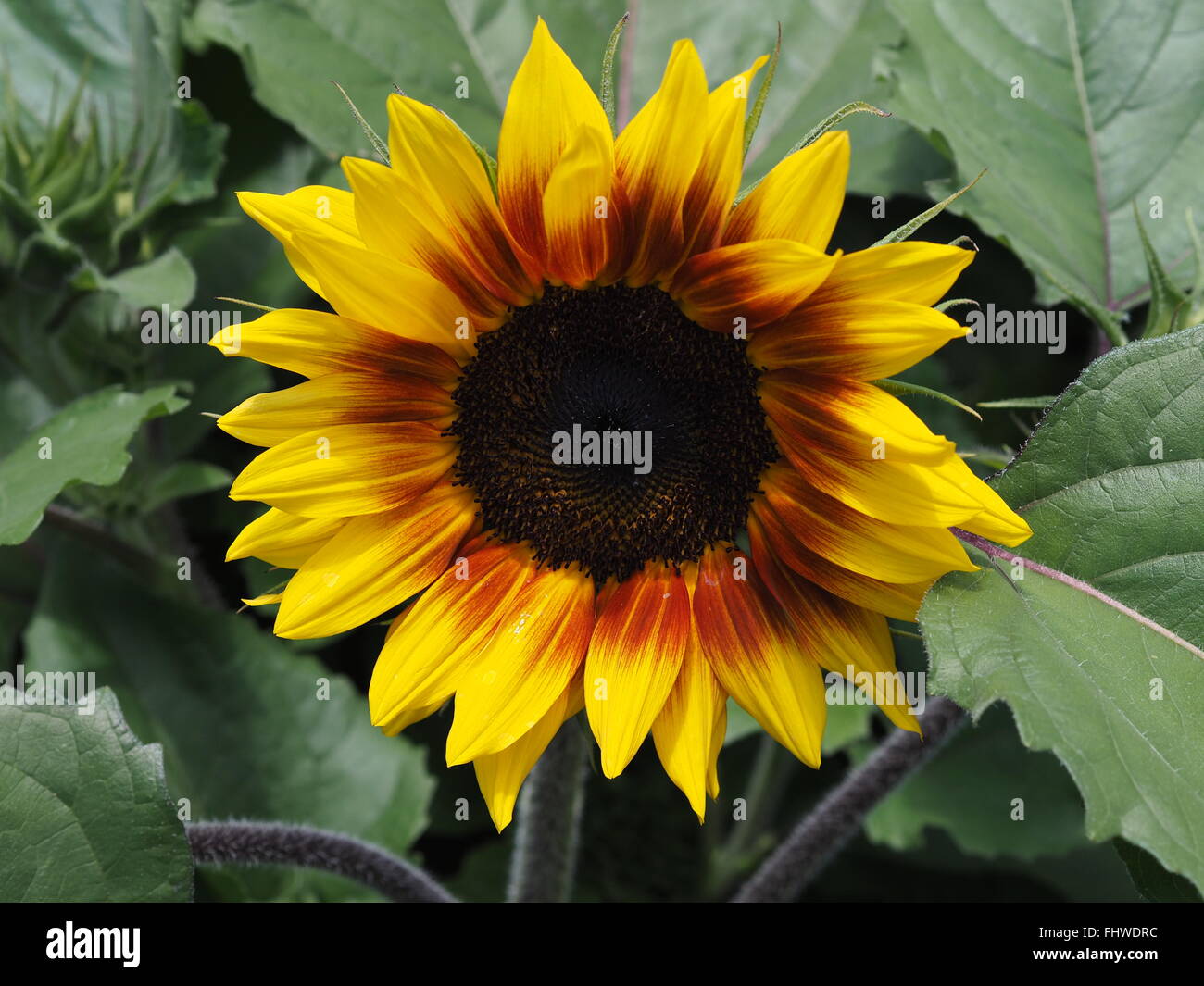 Dekorative Sonnenblume mit Blättern im Hintergrund Stockfoto