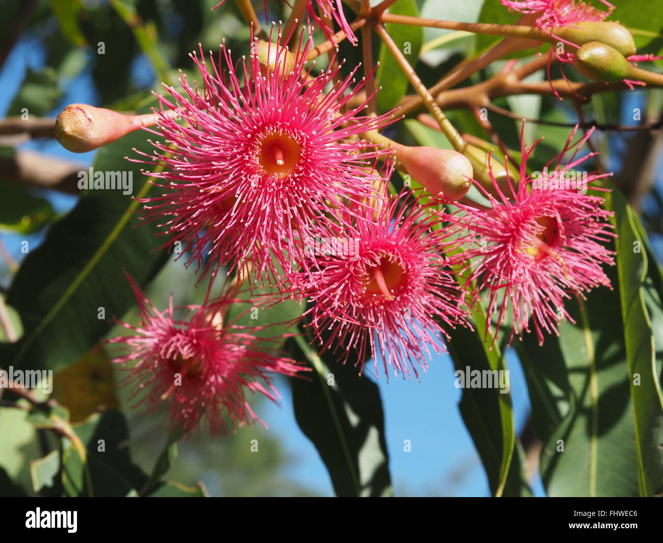 Gruppe von roten Eukalyptus-Blumen in natürlichem Licht Stockfoto