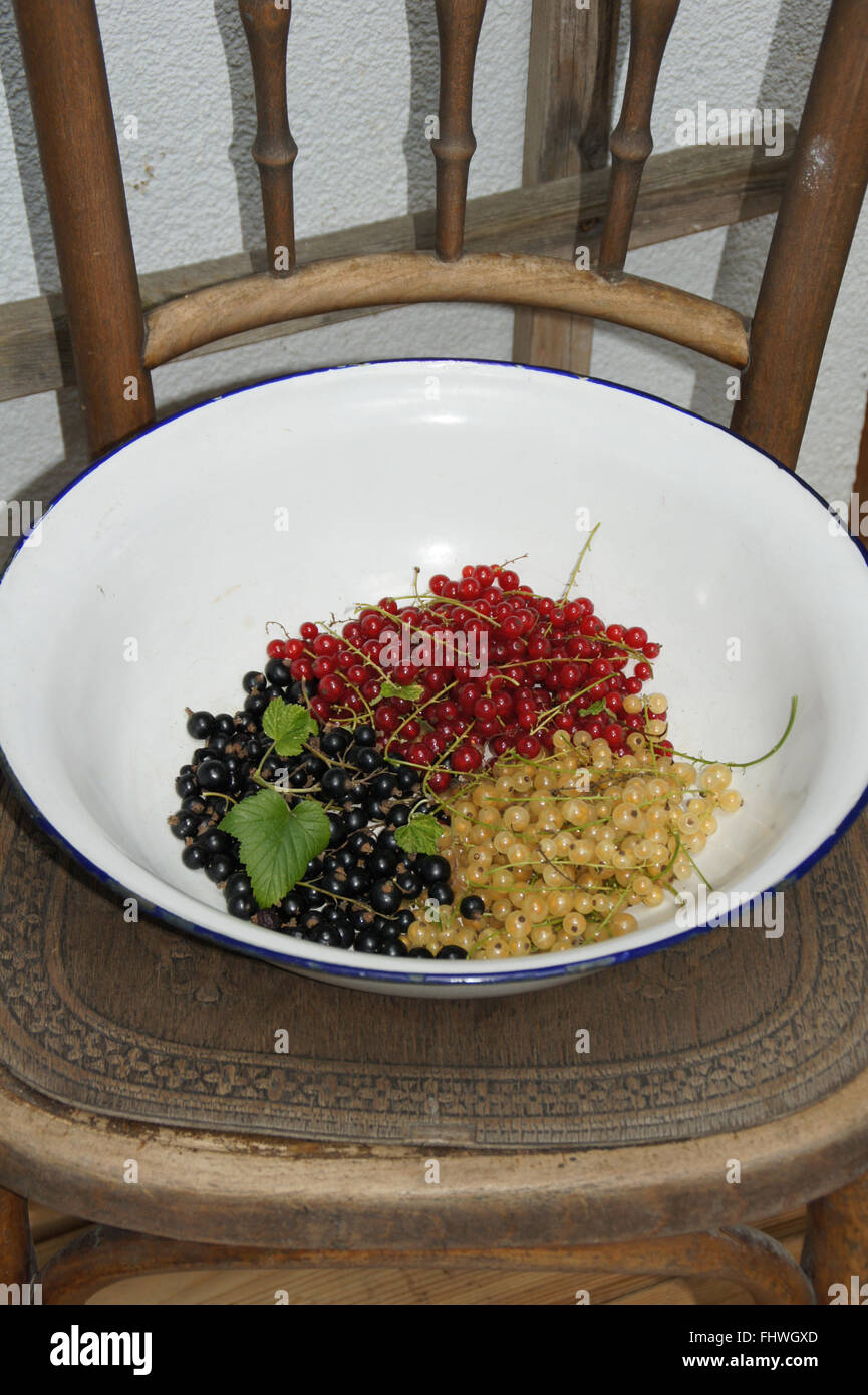 Ribes, Johannisbeeren Stockfoto